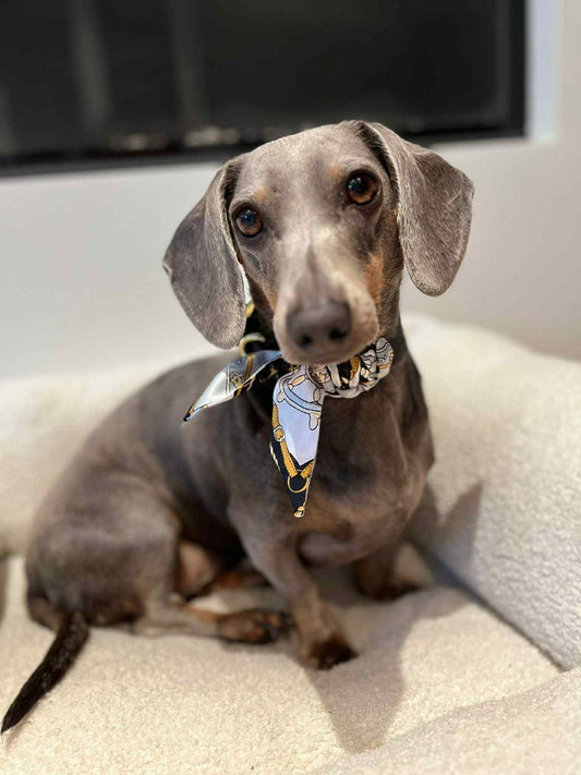 Halsband met sjaaltje