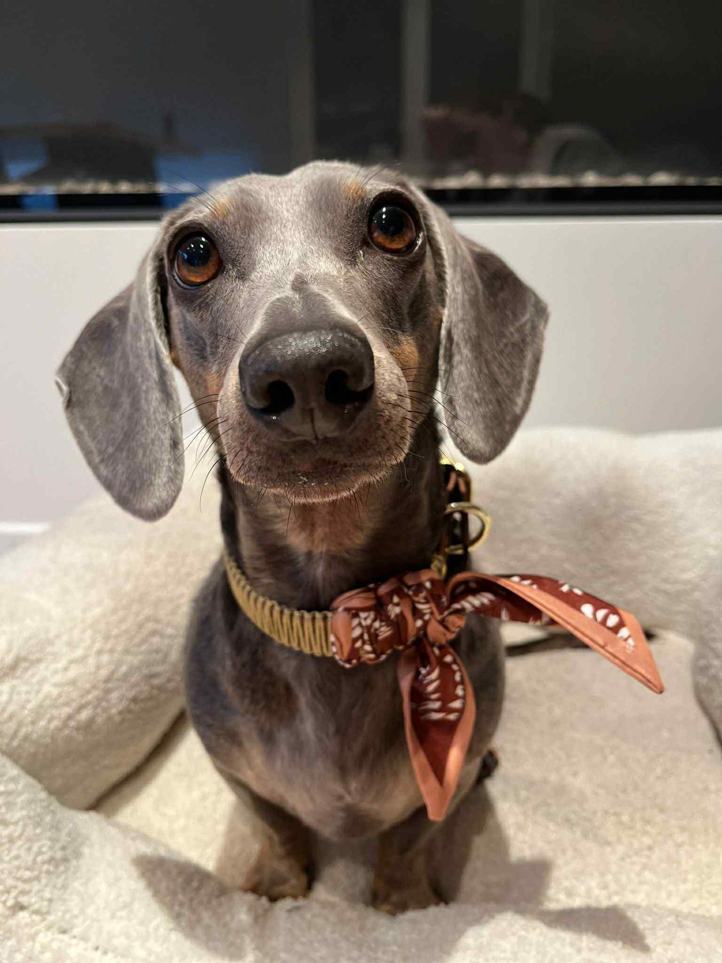Halsband met sjaaltje
